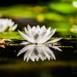 A white lotus flower that is one of the most popular among all feng shui plants.
