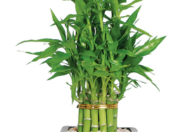 lucky bamboo plant in pot