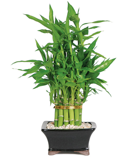 lucky bamboo plant in pot