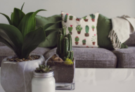 Indoor plants are essential in creating a good feng shui home.